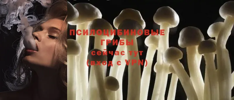 Псилоцибиновые грибы Psilocybe  Белая Калитва 